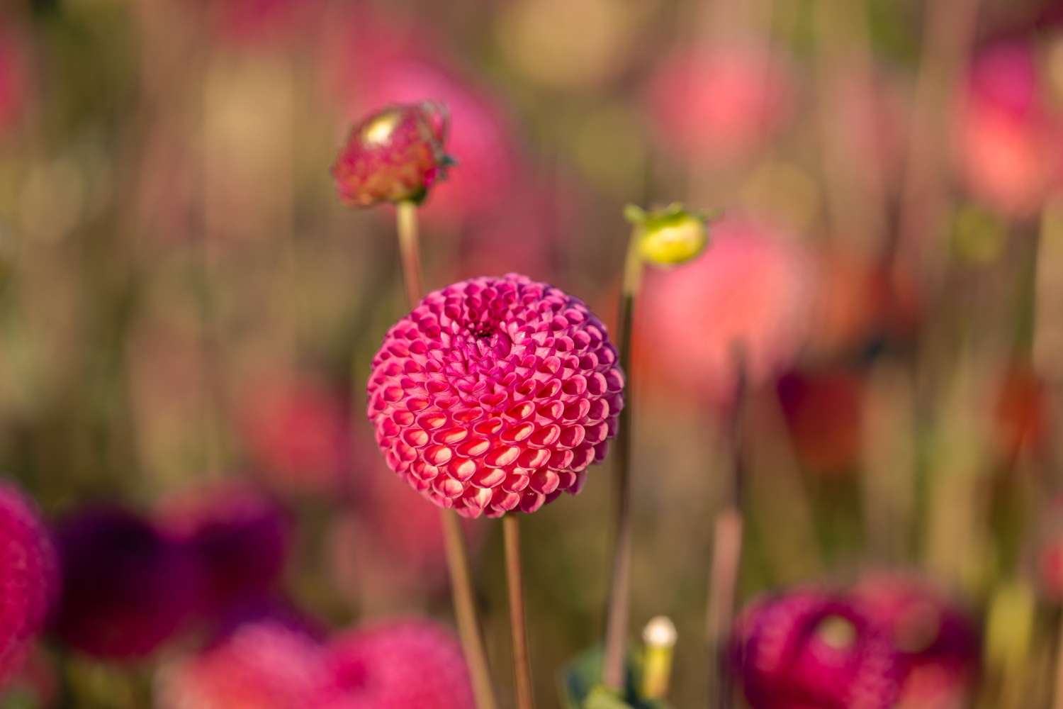 Dahlie 'Burlesca'
